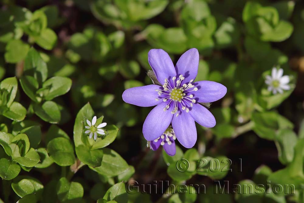 Hepatica nobilis