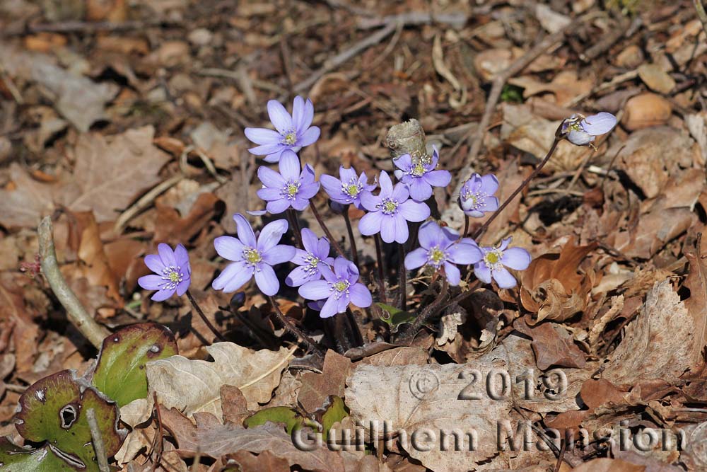 Hepatica nobilis