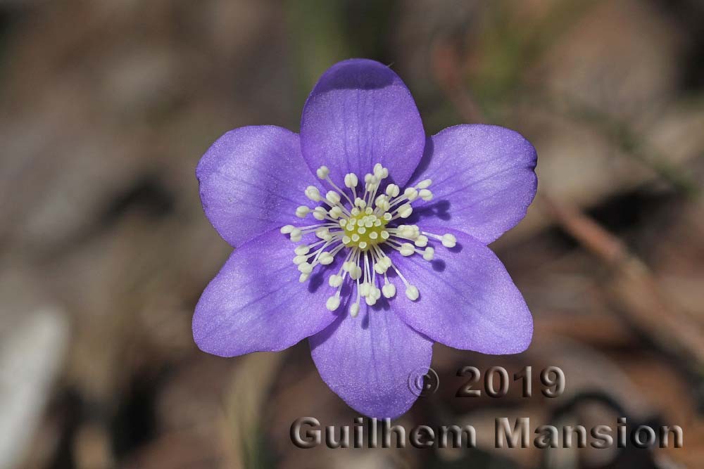 Hepatica nobilis