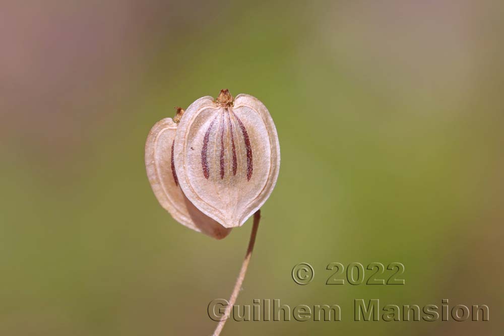 Heracleum sphondylium