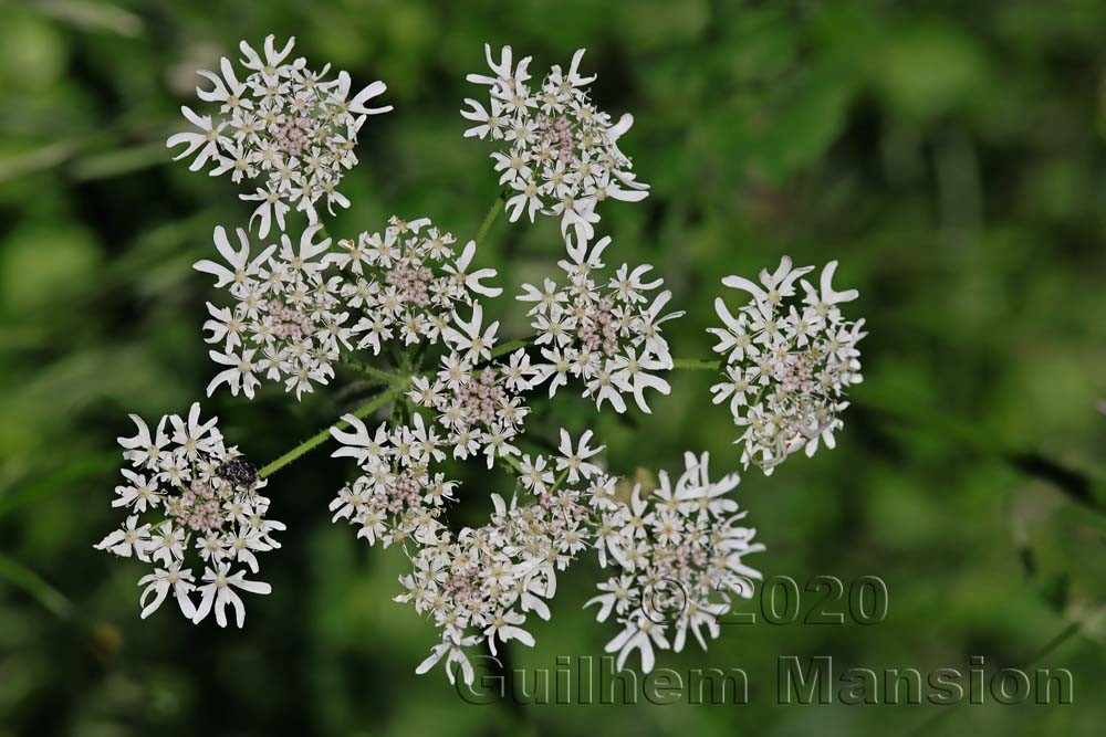 Heracleum sphondylium