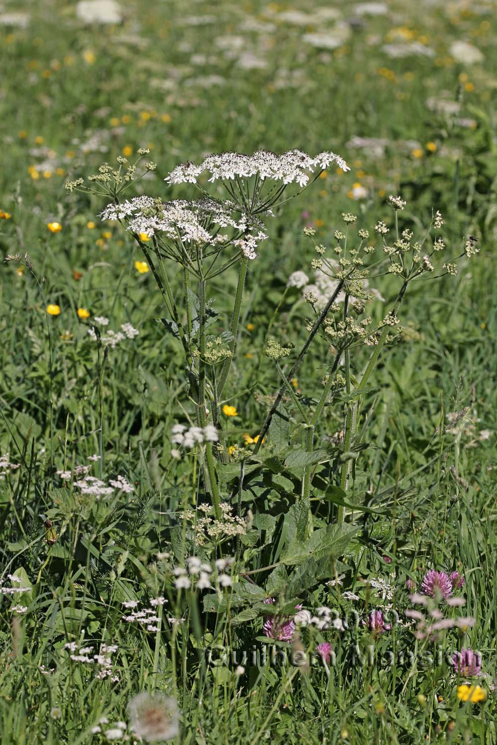 Heracleum sphondylium