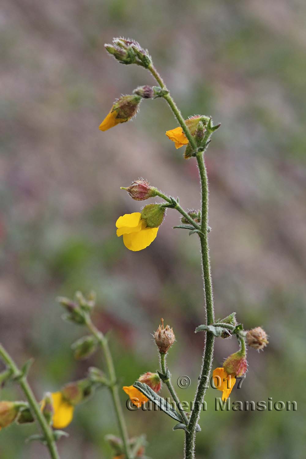 Hermannia sp.