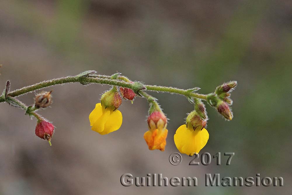 Hermannia sp.