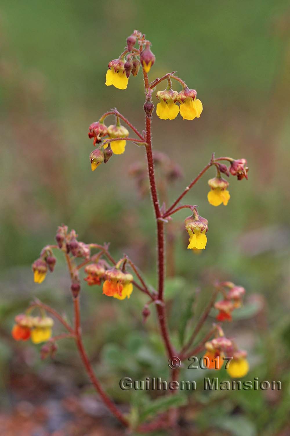 Hermannia sp.