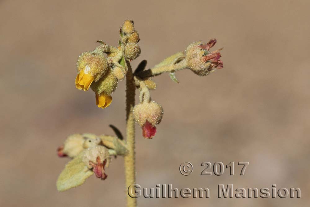 Hermannia sp.