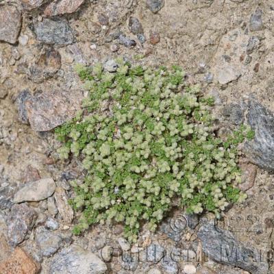 Herniaria alpina