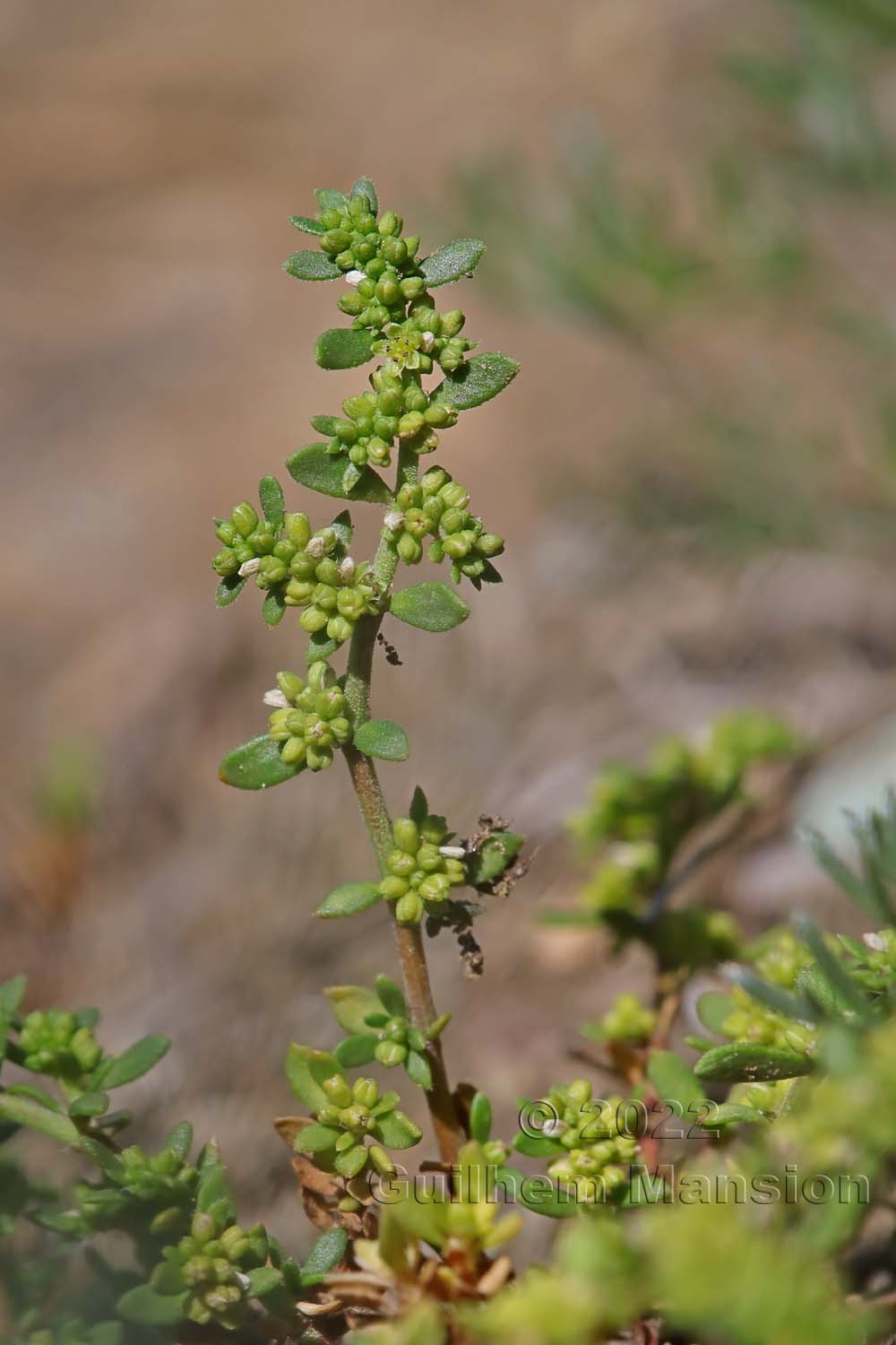 Herniaria glabra