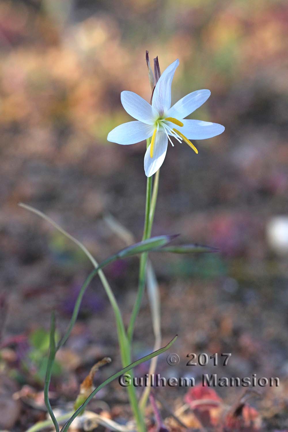 Hesperantha bachmannii