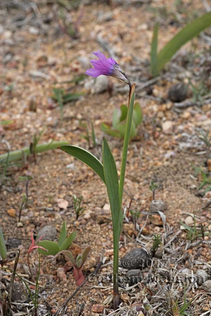 Hesperantha cf pauciflora