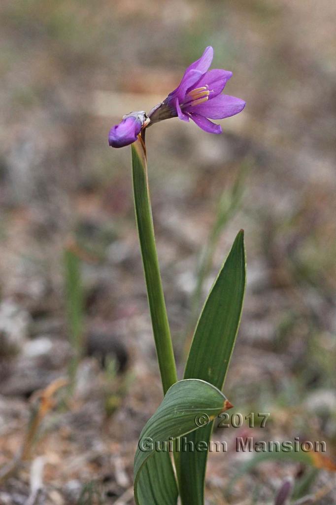 Hesperantha cf pauciflora