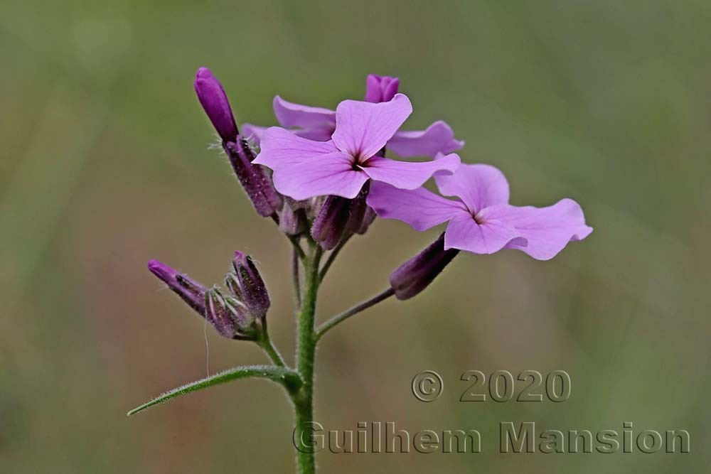 Hesperis matronalis