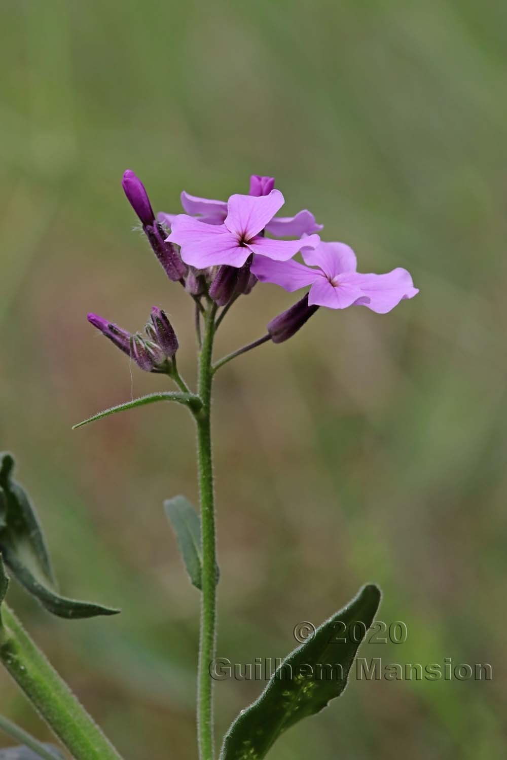 Hesperis matronalis