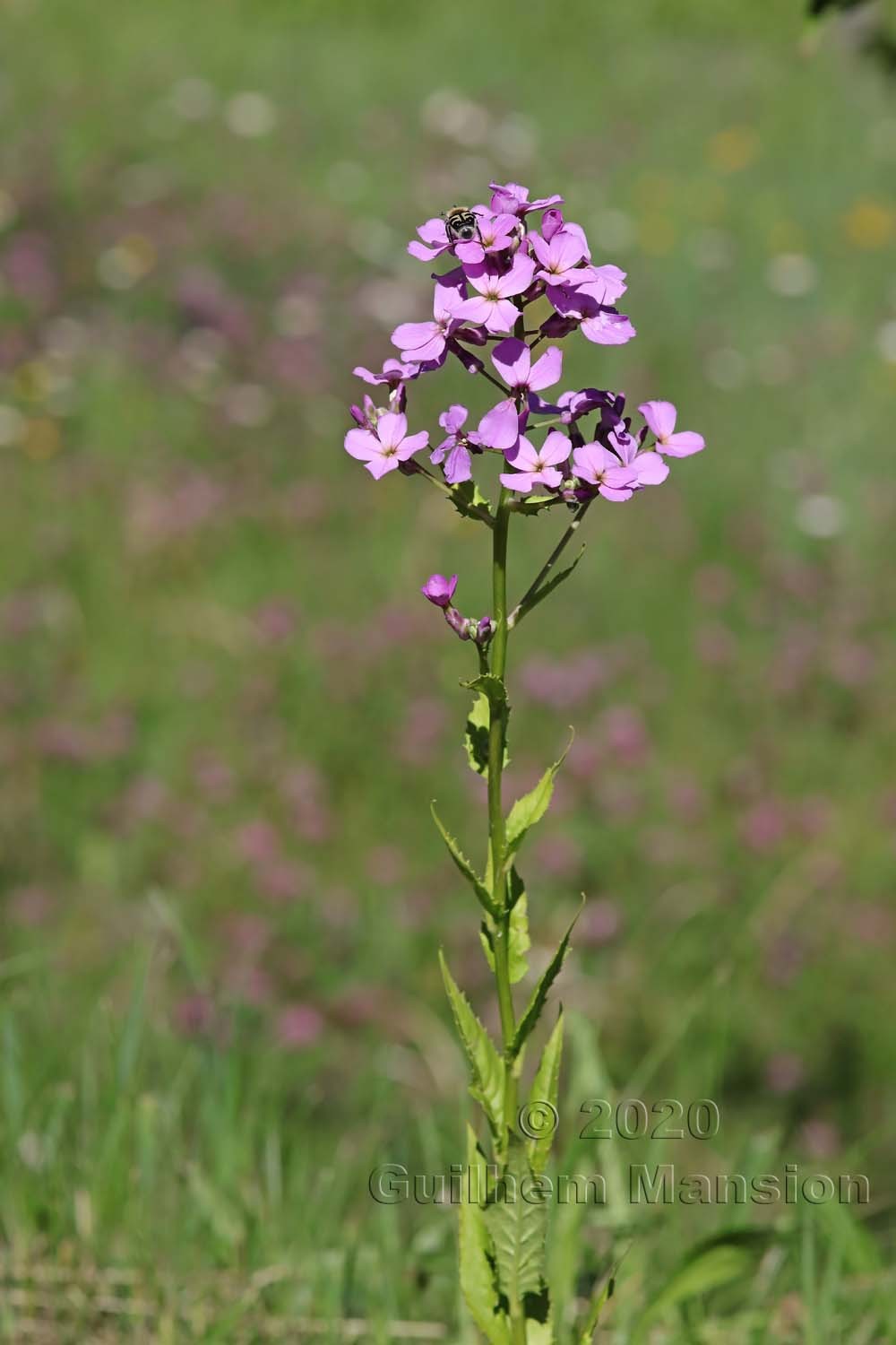 Hesperis matronalis