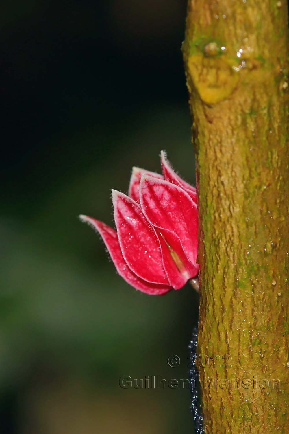 Pavonia strictiflora