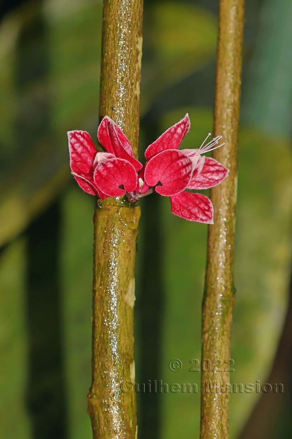 Pavonia strictiflora