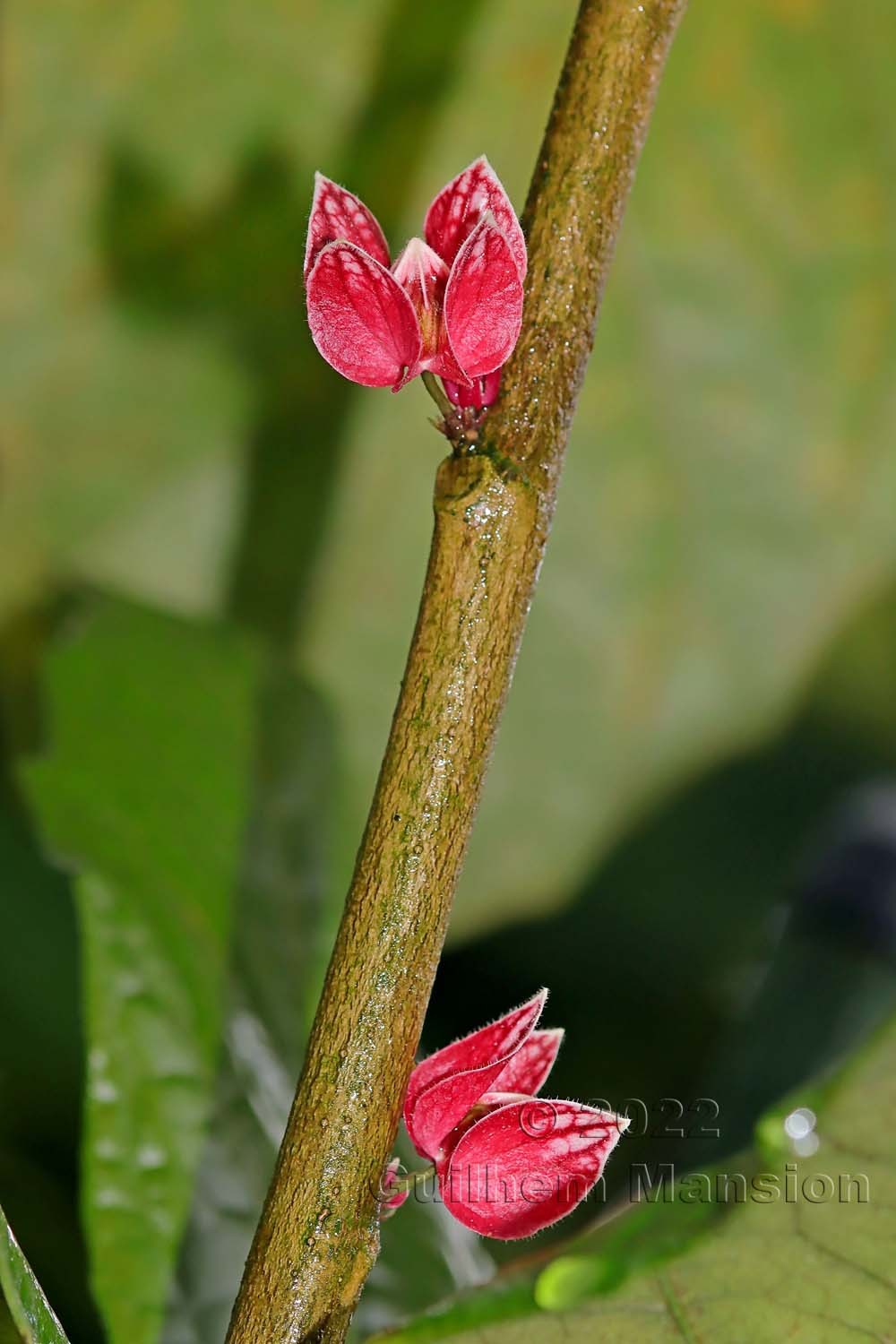 Pavonia strictiflora