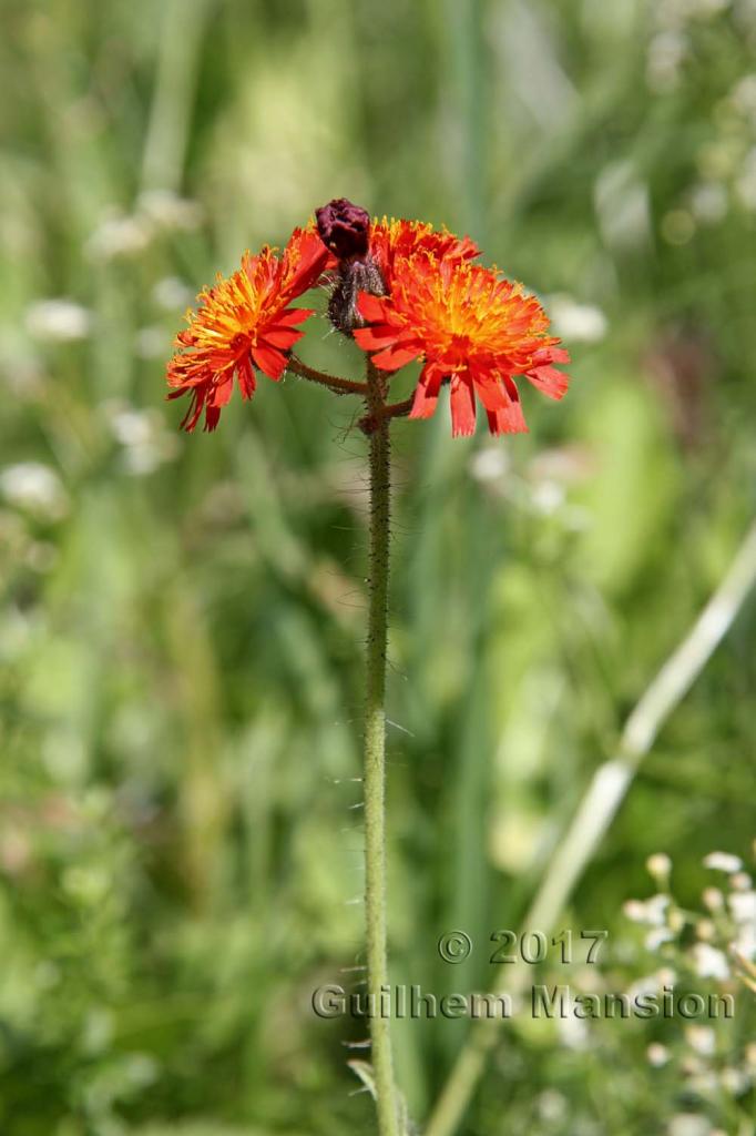 Pilosella aurantiaca [Hieracium aurantiacum]