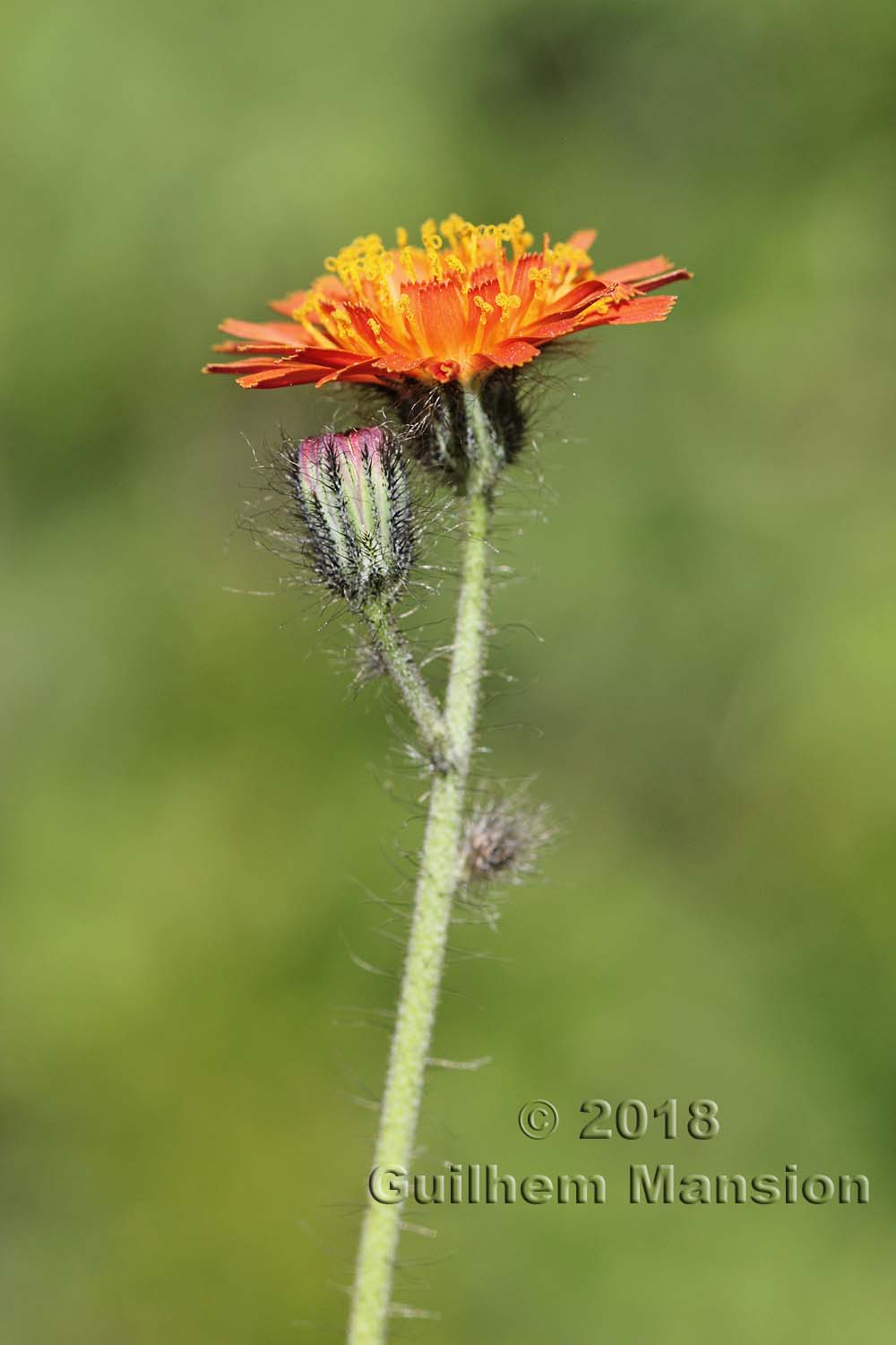 Pilosella aurantiaca [Hieracium aurantiacum]