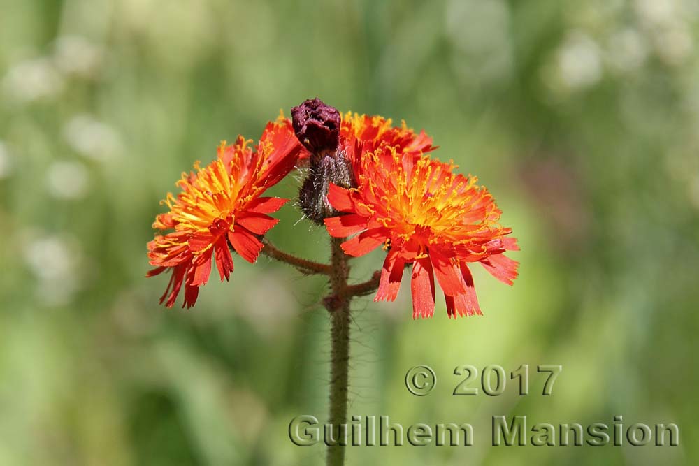 Pilosella aurantiaca [Hieracium aurantiacum]