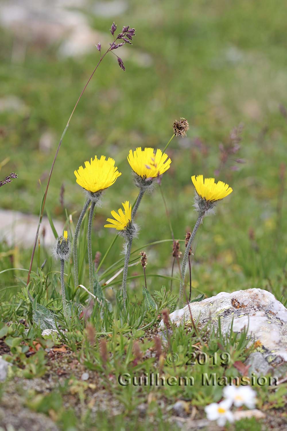 Hieracium cf glanduliferum