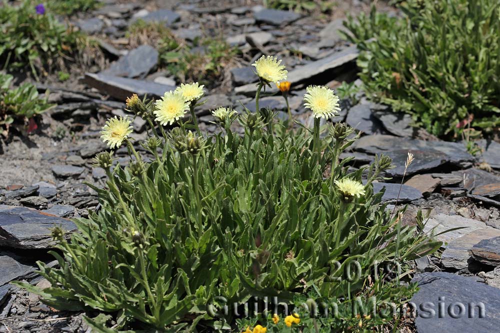 Hieracium intybaceum