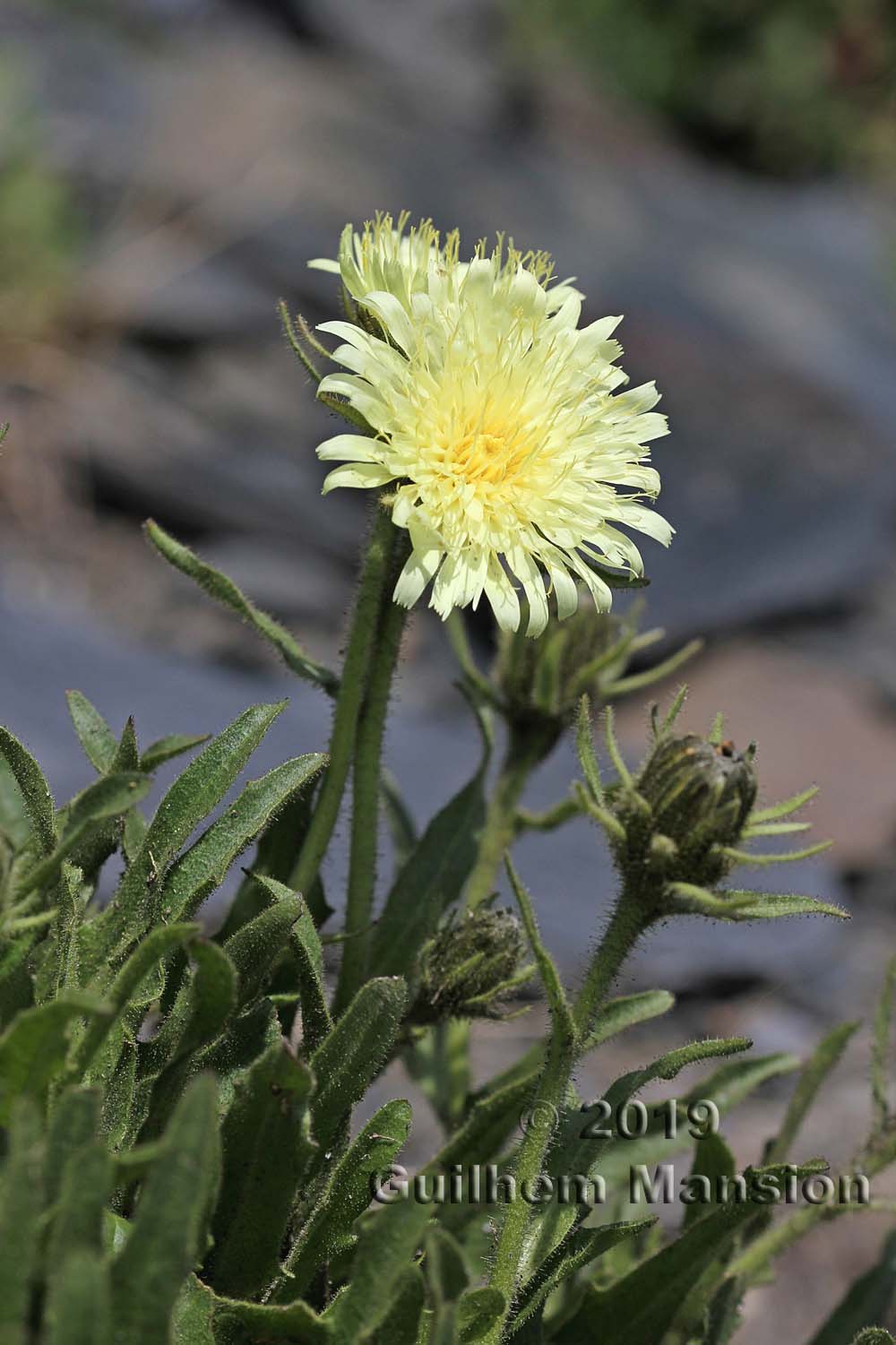 Hieracium intybaceum