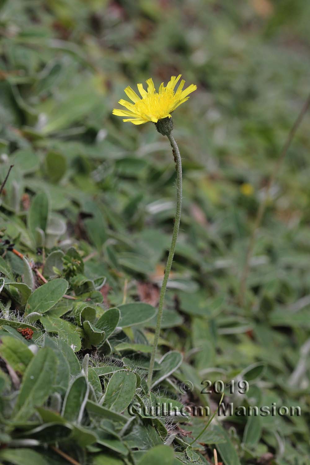 Hieracium pilosella