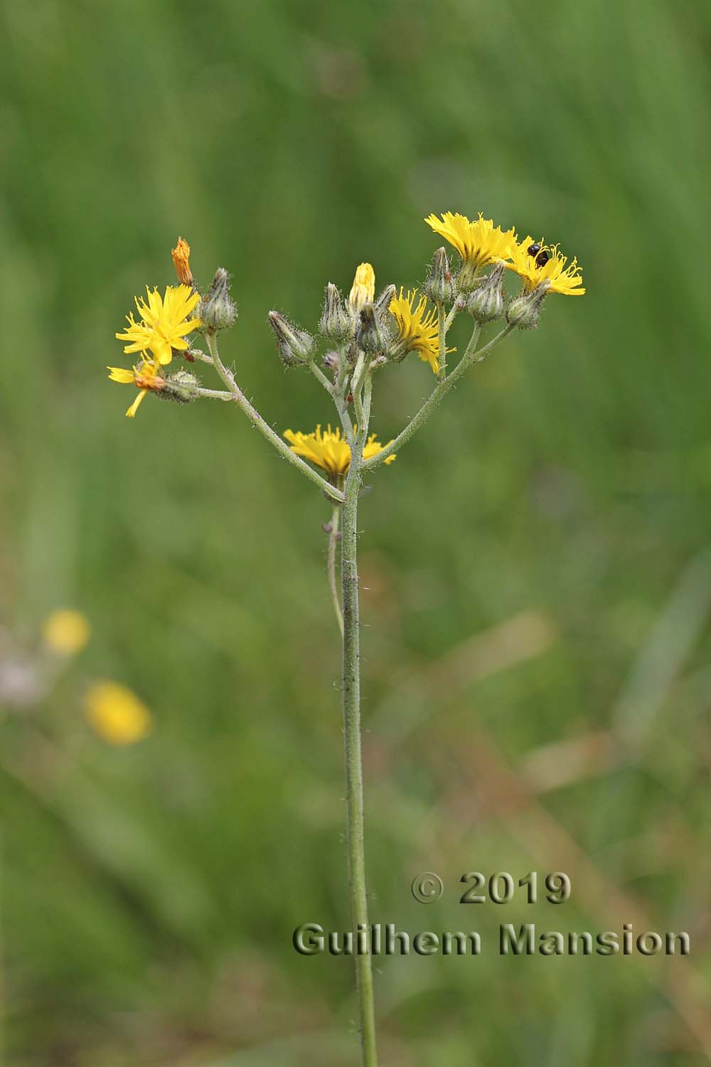 Hieracium piloselloides