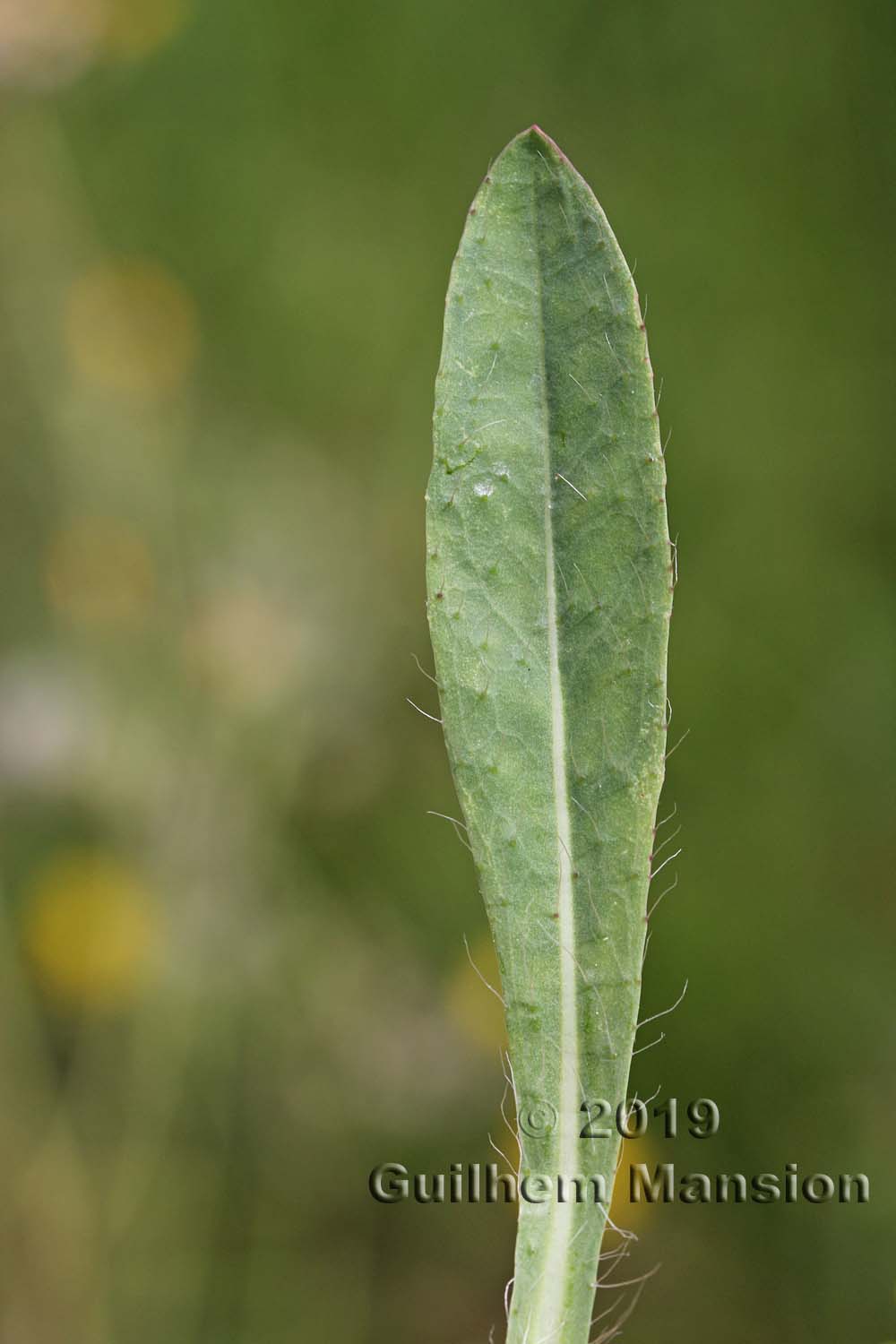 Hieracium piloselloides