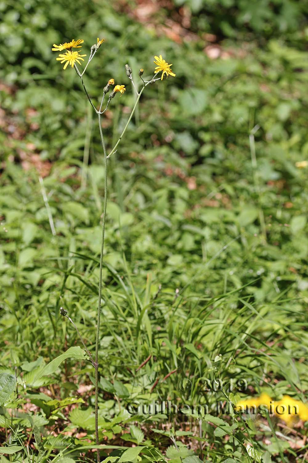 Hieracium sylvaticum