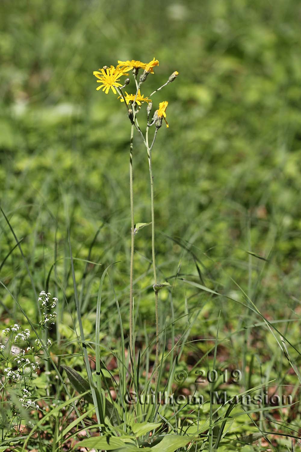 Hieracium sylvaticum