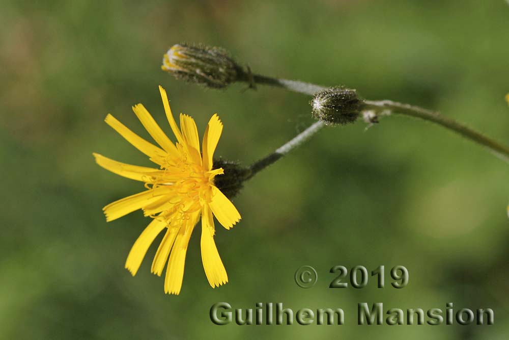 Hieracium sylvaticum