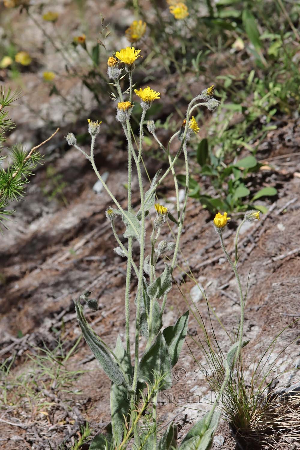 Hieracium tomentosum