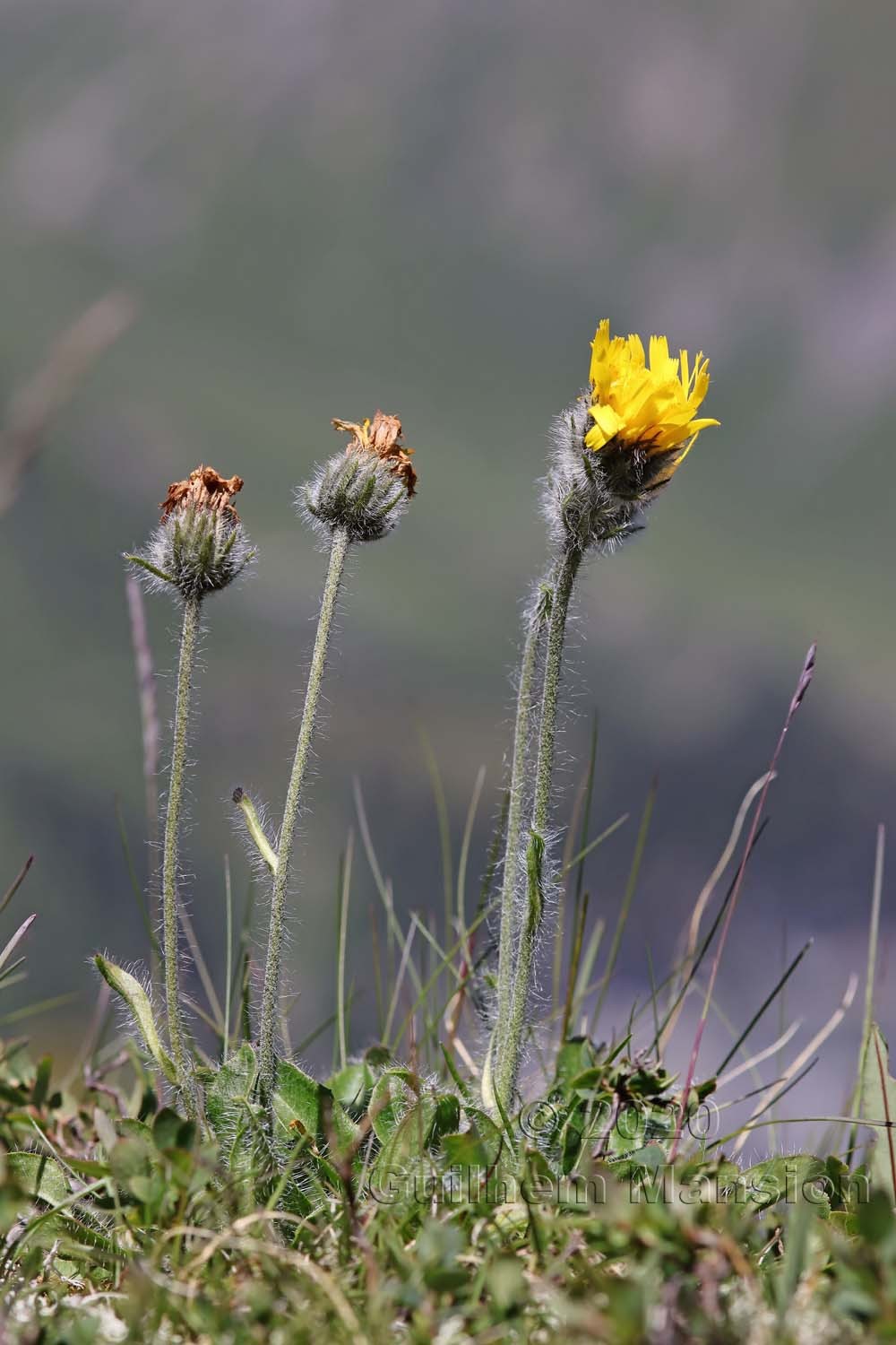 Hieracium villosum