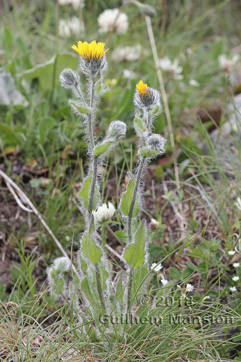 Hieracium villosum