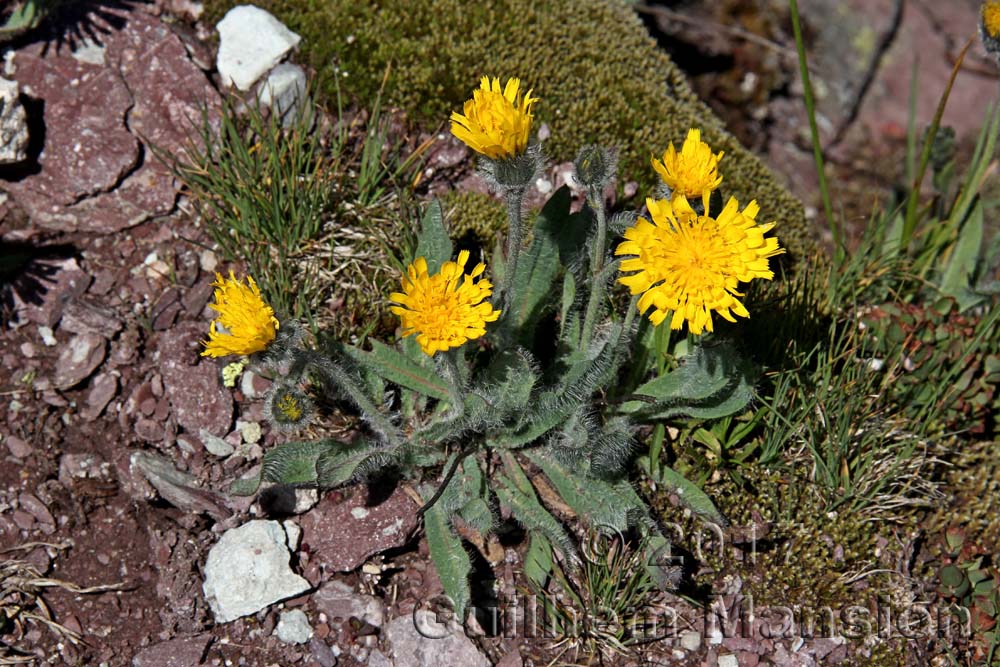 Hieracium villosum