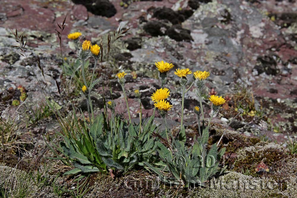 Hieracium villosum