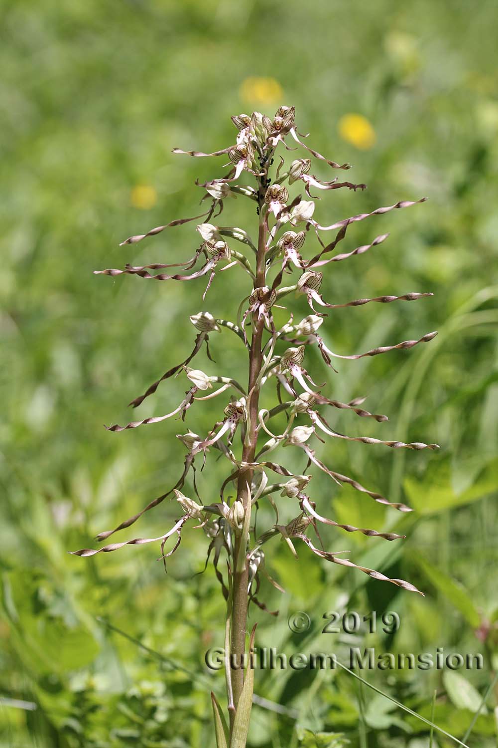 Himantoglossum hircinum