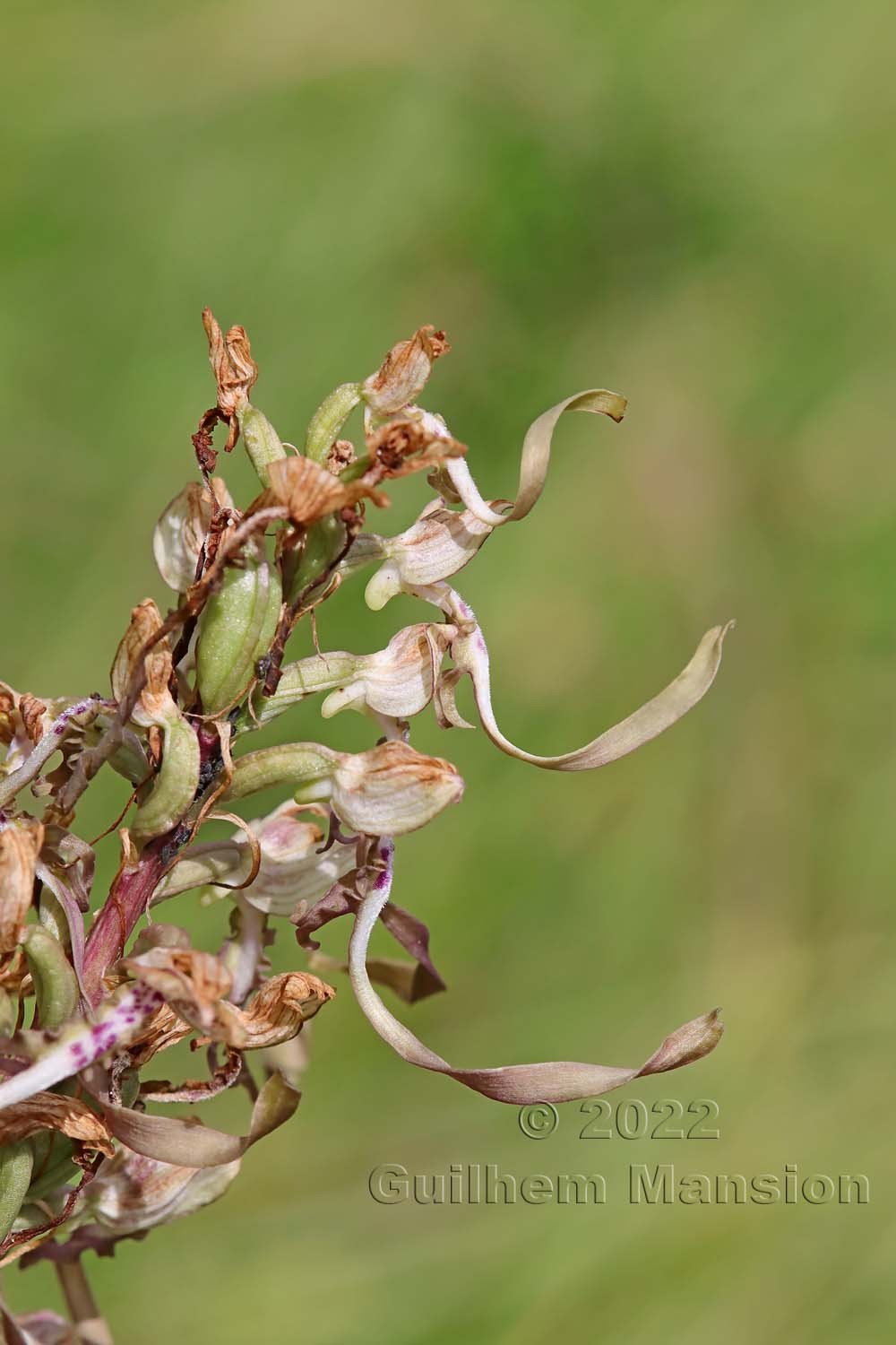 Himantoglossum hircinum