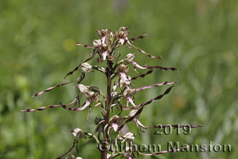 Himantoglossum hircinum