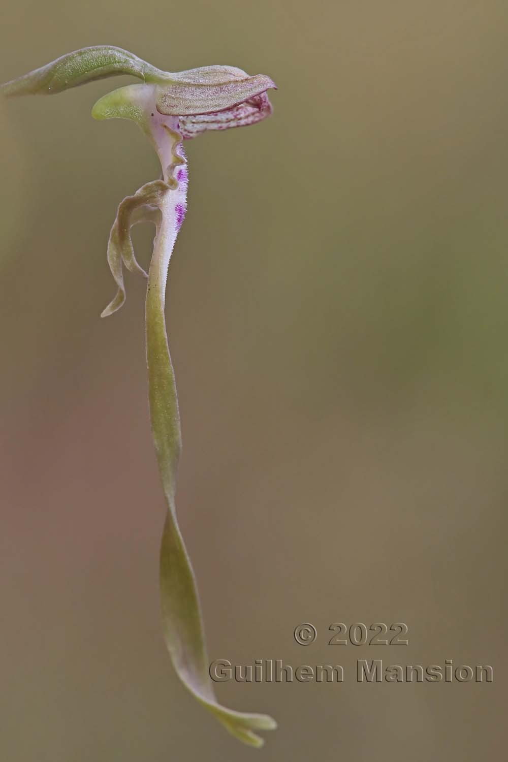 Himantoglossum hircinum