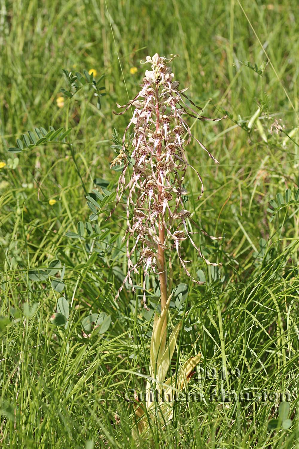 Himantoglossum hircinum