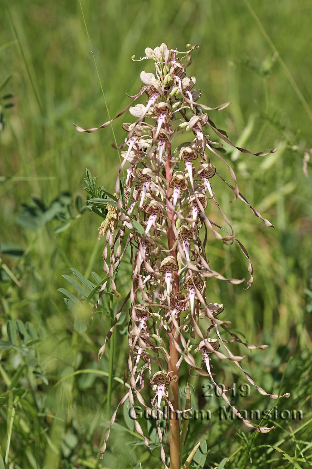 Himantoglossum hircinum