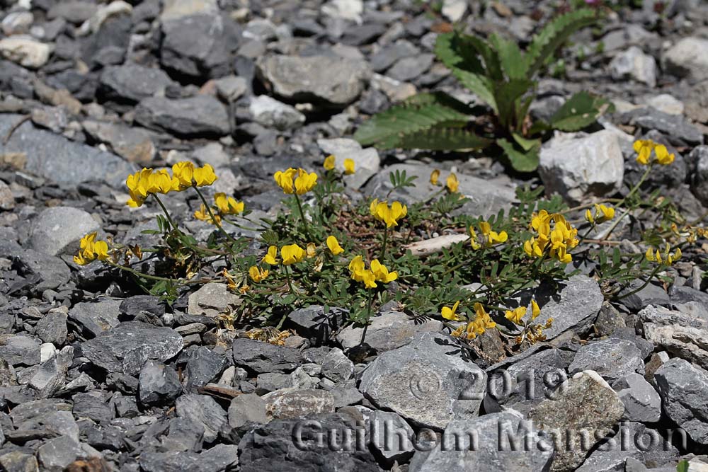 Hippocrepis comosa