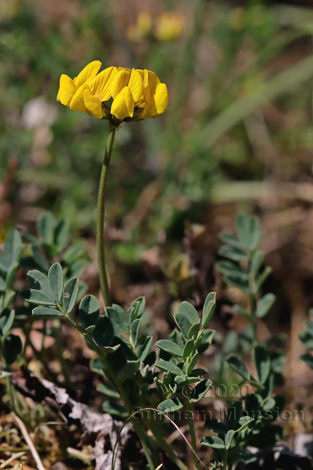 Hippocrepis comosa