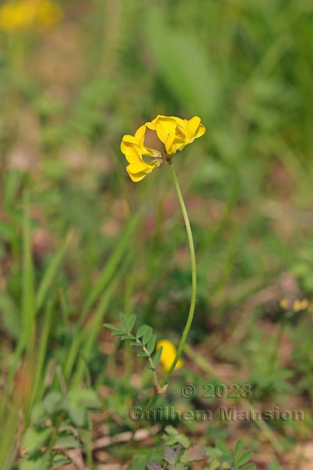 Hippocrepis comosa