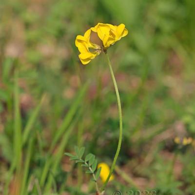 Hippocrepis comosa