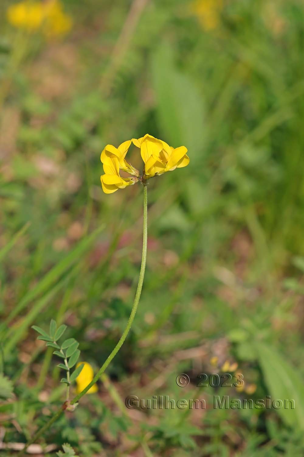 Hippocrepis comosa