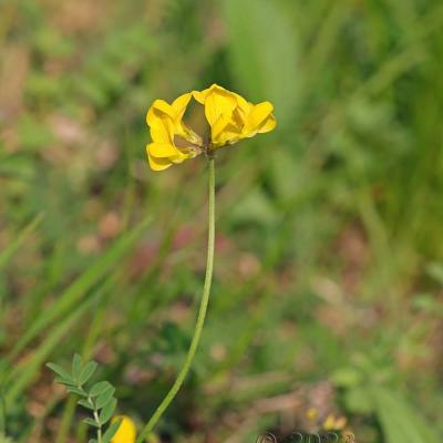 Hippocrepis comosa